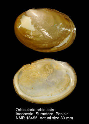 Orbicularia orbiculata.jpg - Orbicularia orbiculata(W.Wood,1828)